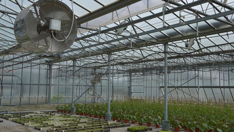 فن سیرکوله گلخانه نصب شده در سقف گلخانه