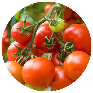 آموزش کامل کشت گوجه فرنگی