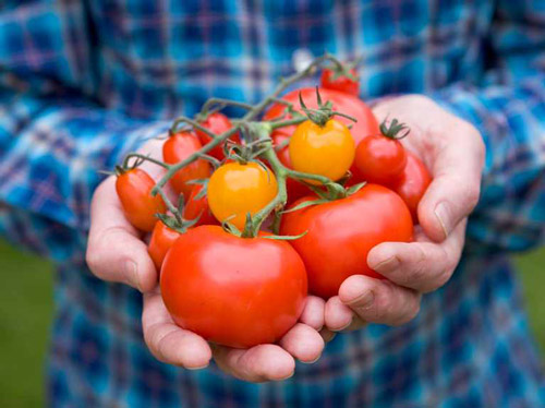 آموش کامل کاشت گوجه فرنگی در خانه و آپارتمان