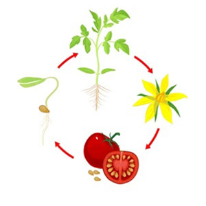 نکات مهم در برنامه کامل کود دهی به گوجه فرنگی