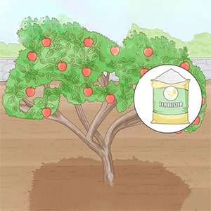 کود درخت سیب