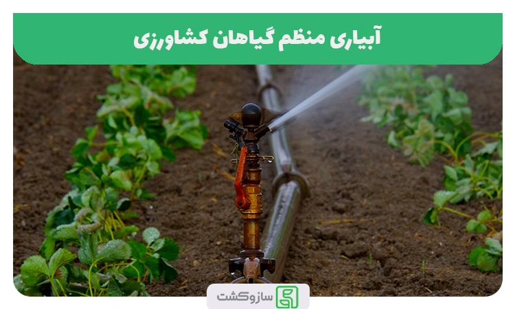 آبیاری منظم گیاهان کشاورزی